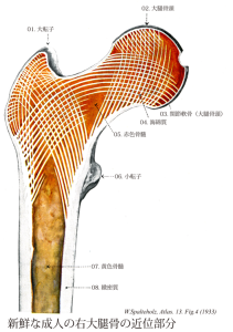 大腿骨頭の骨梁