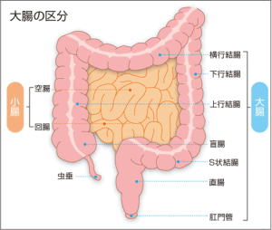 大腸の区分