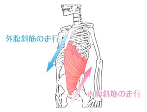 腹斜筋